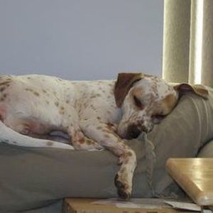 Meet your Posher, Leon amy